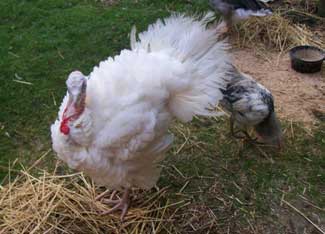 A Turkey Story Image